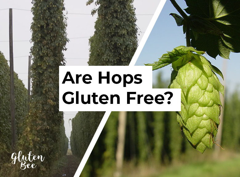 Are Hops Gluten Free?