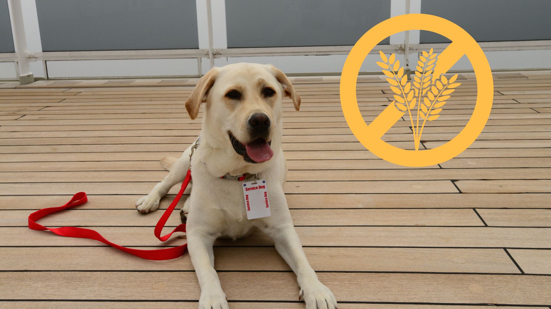 How do Service Dogs Detect Gluten?